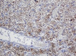COG6 Mouse anti-Human, Clone: OTI4G4, lyophilized, TrueMAB 100 &mu;g; Unconjugated:Antibodies,