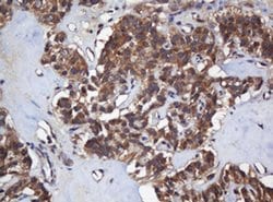 COG6 Monoclonal Antibody (OTI2D8), TrueMAB , OriGene:Antibodies:Primary