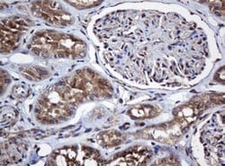 COG6 Monoclonal Antibody (OTI2D8), TrueMAB , OriGene 30 μL; Unconjugated:Antibodies,