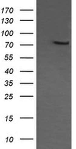 COG6 Monoclonal Antibody (OTI1B8), TrueMAB , OriGene 100 &mu;L; Unconjugated:Antibodies,