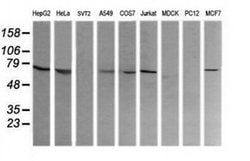 COG6 Monoclonal Antibody (OTI1B8), TrueMAB , OriGene 100 &mu;L; Unconjugated:Antibodies,