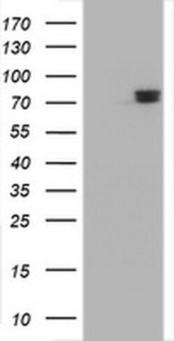COG6 Monoclonal Antibody (OTI2D8), TrueMAB , OriGene:Antibodies:Primary