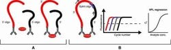 Invitrogen™ Human IL-1 beta ProQuantum Immunoassay Kit