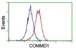 COMMD1 Mouse anti-Canine, Human, Mouse, Rat, Clone: OTI1F2, lyophilized,