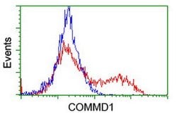 COMMD1 Mouse anti-Canine, Human, Rat, Clone: OTI2D10, lyophilized, TrueMAB