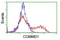 COMMD1 Monoclonal Antibody (OTI2D10), TrueMAB , OriGene 30 &mu;L; Unconjugated:Antibodies,