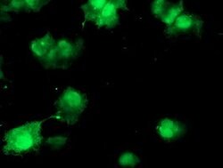 COMMD1 Mouse anti-Human, Clone: OTI1G7, lyophilized, TrueMAB 100 &mu;g;