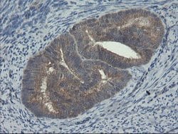 COMMD1 Mouse anti-Human, Clone: OTI3B3, lyophilized, TrueMAB 100 &mu;g;