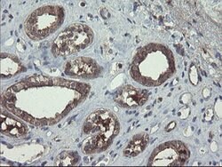 COMMD1 Mouse anti-Human, Clone: OTI3B3, lyophilized, TrueMAB 100 &mu;g;