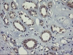 COMMD1 Mouse anti-Human, Clone: OTI1C3, lyophilized, TrueMAB 100 &mu;g;