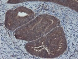 COMMD1 Mouse anti-Canine, Human, Mouse, Rat, Clone: OTI1F2, lyophilized,
