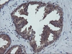 COMMD1 Mouse anti-Canine, Human, Mouse, Rat, Clone: OTI1F2, lyophilized,