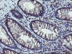 COMMD1 Mouse anti-Canine, Human, Mouse, Rat, Clone: OTI1F2, lyophilized,