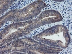 COMMD1 Monoclonal Antibody (OTI2D10), TrueMAB , OriGene 30 &mu;L; Unconjugated:Antibodies,