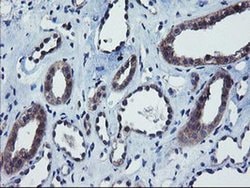 COMMD1 Monoclonal Antibody (OTI2D10), TrueMAB , OriGene 30 &mu;L; Unconjugated:Antibodies,