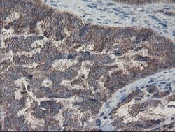 COMMD1 Mouse anti-Human, Clone: OTI1G7, lyophilized, TrueMAB 100 &mu;g;