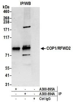 COP1/RFWD2 Rabbit anti-Human, Mouse, Polyclonal, Bethyl Laboratories 100