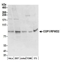 COP1/RFWD2 Rabbit anti-Human, Mouse, Polyclonal, Bethyl Laboratories 100