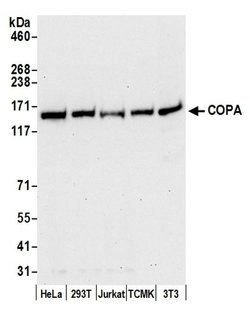 COPA Polyclonal Antibody, Bethyl Laboratories:Antibodies:Primary Antibodies