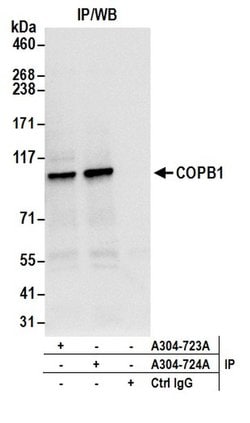 COPB1 Rabbit anti-Human, Polyclonal, Bethyl Laboratories 10 &mu;L; Unconjugated:Antibodies,