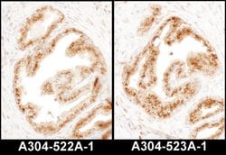 COPB2 Rabbit anti-Human, Mouse, Polyclonal, Bethyl Laboratories 100 &mu;L;