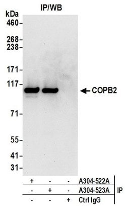 COPB2 Rabbit anti-Human, Mouse, Polyclonal, Bethyl Laboratories 100 &mu;L;