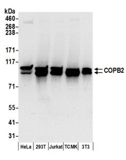 COPB2 Rabbit anti-Human, Mouse, Polyclonal, Bethyl Laboratories 100 &mu;L;