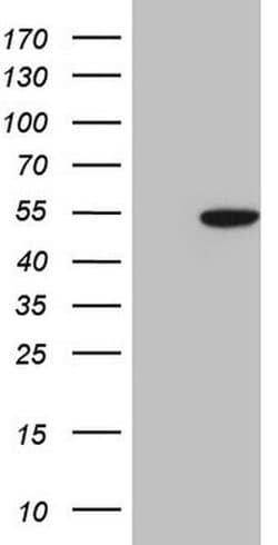 COPS3 Monoclonal Antibody (OTI3E1), TrueMAB , OriGene 100 &mu;L; Unconjugated:Antibodies,