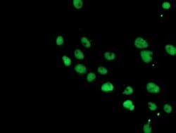 COPS5 Monoclonal Antibody (OTI2B12), TrueMAB , OriGene 30 &mu;L; Unconjugated:Antibodies,