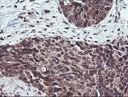 COPS5 Monoclonal Antibody (OTI2B12), TrueMAB , OriGene 30 &mu;L; Unconjugated:Antibodies,