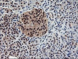 COPS5 Monoclonal Antibody (OTI2B12), TrueMAB , OriGene 30 &mu;L; Unconjugated:Antibodies,