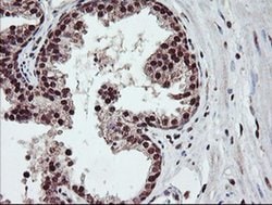 COPS5 Monoclonal Antibody (OTI2B12), TrueMAB , OriGene 30 &mu;L; Unconjugated:Antibodies,
