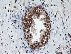 COPS5 Monoclonal Antibody (OTI2B12), TrueMAB , OriGene 30 &mu;L; Unconjugated:Antibodies,