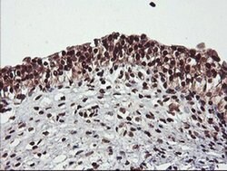 COPS5 Monoclonal Antibody (OTI2B12), TrueMAB , OriGene 30 &mu;L; Unconjugated:Antibodies,
