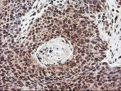 COPS5 Monoclonal Antibody (OTI2B12), TrueMAB , OriGene 30 &mu;L; Unconjugated:Antibodies,