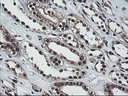 COPS5 Monoclonal Antibody (OTI2B12), TrueMAB , OriGene 30 &mu;L; Unconjugated:Antibodies,