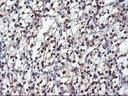 COPS5 Monoclonal Antibody (OTI2B12), TrueMAB , OriGene 30 &mu;L; Unconjugated:Antibodies,