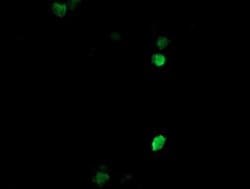 COPS6 Mouse anti-Human, Clone: OTI4E7, liquid, TrueMAB 30 &mu;L; Unconjugated:Antibodies,
