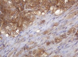 COPS6 Monoclonal Antibody (OTI2F5), TrueMAB , OriGene 100 &mu;L; Unconjugated:Antibodies,