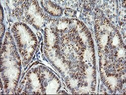 COPS6 Mouse anti-Human, Clone: OTI4E7, liquid, TrueMAB 30 &mu;L; Unconjugated:Antibodies,