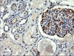 COPS6 Mouse anti-Human, Clone: OTI4E7, liquid, TrueMAB 30 &mu;L; Unconjugated:Antibodies,