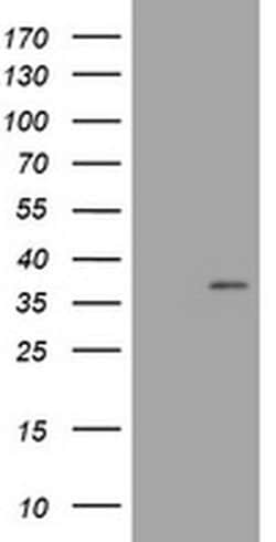 COPS6 Monoclonal Antibody (OTI2F5), TrueMAB , OriGene 100 &mu;L; Unconjugated:Antibodies,