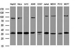 COPS6 Monoclonal Antibody (OTI2F5), TrueMAB , OriGene 100 &mu;L; Unconjugated:Antibodies,