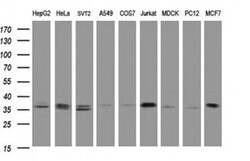 COPS6 Monoclonal Antibody (OTI2H4), TrueMAB , OriGene:Antibodies:Primary