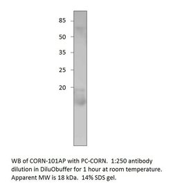 Cornichon Rabbit anti-Human, Mouse, Rat, Polyclonal, FabGennix 200 &mu;L;