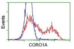 CORO1A Mouse anti-Human, Clone: OTI1A5, lyophilized, TrueMAB 100 &mu;g;