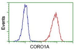 CORO1A Mouse anti-Human, Clone: OTI1A5, lyophilized, TrueMAB 100 &mu;g;