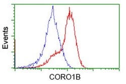 CORO1B Mouse anti-Human, Clone: OTI3D10, lyophilized, TrueMAB 100 &mu;g;