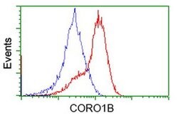 CORO1B Mouse anti-Human, Clone: OTI3D10, liquid, TrueMAB 30 &mu;L; Unconjugated:Antibodies,