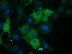 CORO1B Mouse anti-Human, Clone: OTI3D10, liquid, TrueMAB 30 &mu;L; Unconjugated:Antibodies,